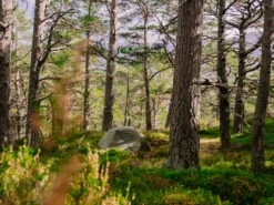 MSR Elixir 3 V2 Tent Backpacking Shelter -Outdoor Essentials Shop 2a75f216 7a03 4816 9070 bd7ab825979ftrekking20tent20msr