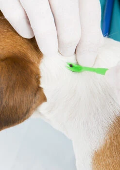 PYRAMID Lyme Disease Test Kit + Tick Remover -Outdoor Essentials Shop 359a8eff daa8 4001 9e5f 33518a850180ticket remover 3