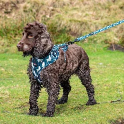 Funk The Dog Padded Pet Harness -Outdoor Essentials Shop LongPaws FunkTheDogLlama CollarHarnessLeadPouch2.2