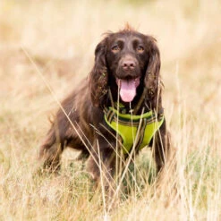 Comfort Step-In Dog Harness Padded Pet Harness -Outdoor Essentials Shop LongPawsComfortCollection GreenHarnessSpaniel1copy