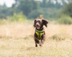Comfort Step-In Dog Harness Padded Pet Harness -Outdoor Essentials Shop LongPawsComfortCollection GreenHarnessSpaniel9