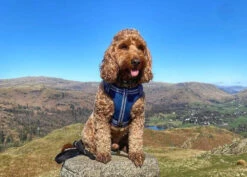 Comfort Step-In Dog Harness Padded Pet Harness -Outdoor Essentials Shop LongPawsComfortNavyBlueHarnesscopy