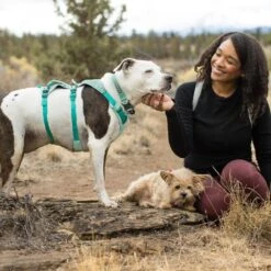 Ruffwear Hi & Light Collar Lightweight Dog Collar -Outdoor Essentials Shop it135