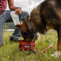 Ruffwear Flat Out Webbing Dog Collar -Outdoor Essentials Shop it186a