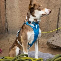 Ruffwear Flagline Lightweight Pet Dog Harness -Outdoor Essentials Shop it67a