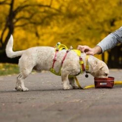 Ruffwear Flagline Lightweight Pet Dog Harness -Outdoor Essentials Shop it68