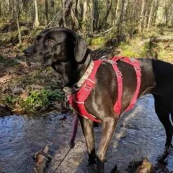 Ruffwear Flagline Lightweight Pet Dog Harness -Outdoor Essentials Shop it69a