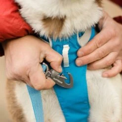 Ruffwear Flagline Lightweight Pet Dog Harness -Outdoor Essentials Shop it69f