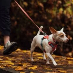 Ruffwear Hi & Light Harness Dog Harness -Outdoor Essentials Shop it92