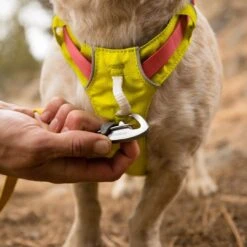 Ruffwear Hi & Light Harness Dog Harness -Outdoor Essentials Shop it94
