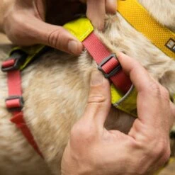 Ruffwear Hi & Light Harness Dog Harness -Outdoor Essentials Shop it95