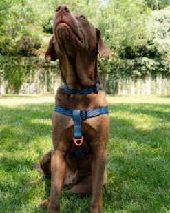 United By Blue Woven Dog Harness Adjustable Pet Harness -Outdoor Essentials Shop ubbwovendogharnessws3